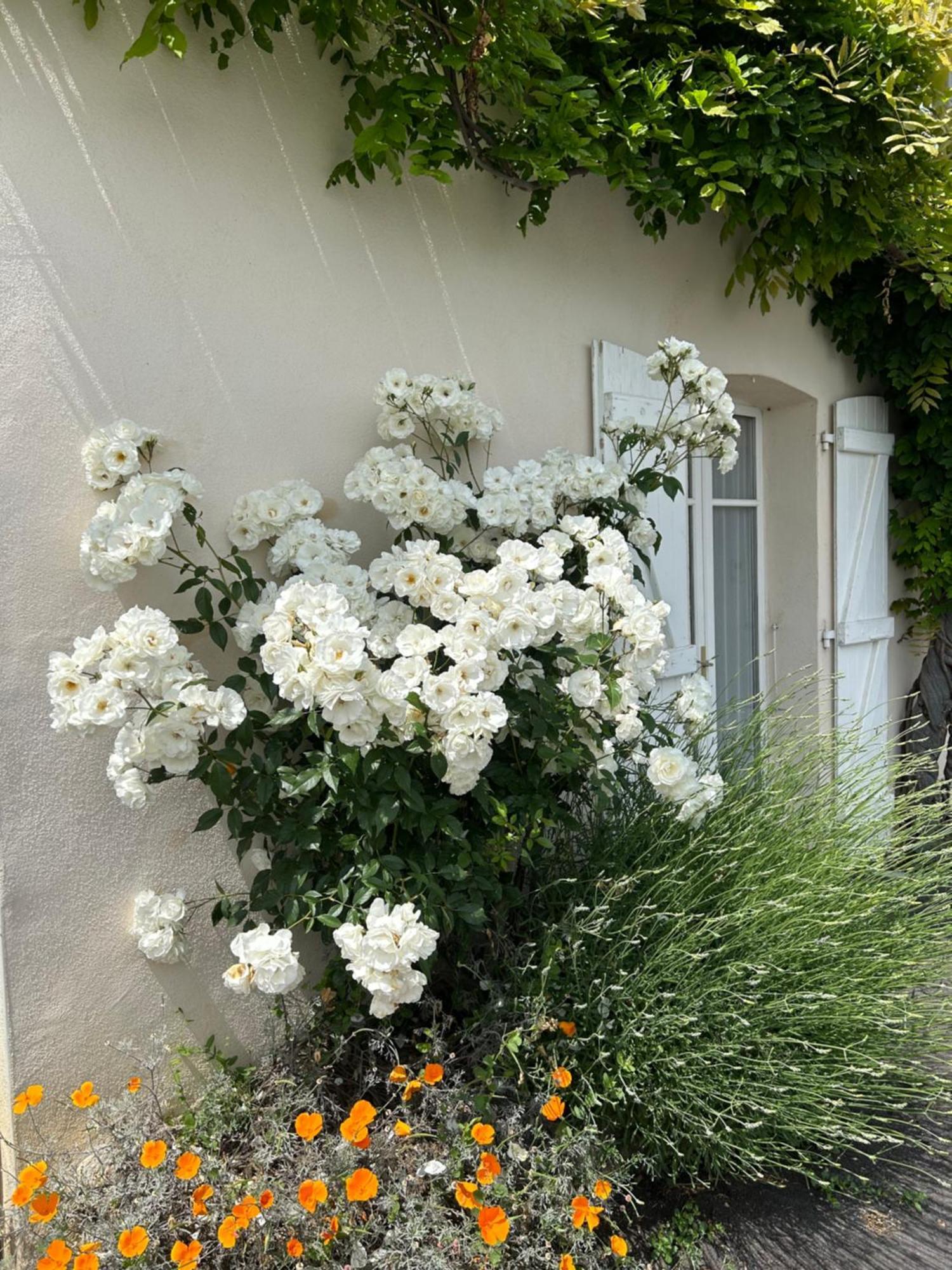 La Glycine B&B Sainte-Colombe  Екстер'єр фото